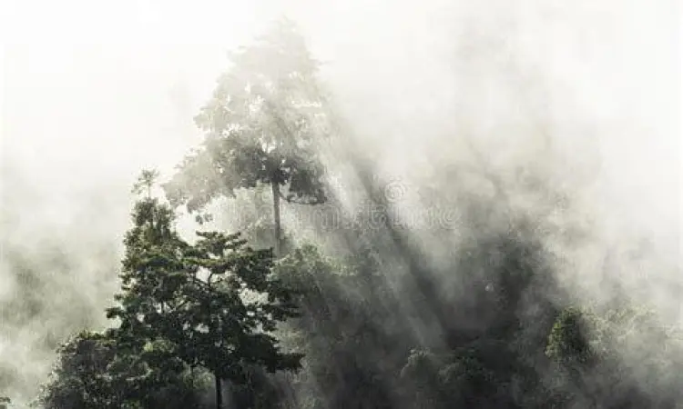 Pemandangan hutan Isan yang berkabut dan mistis