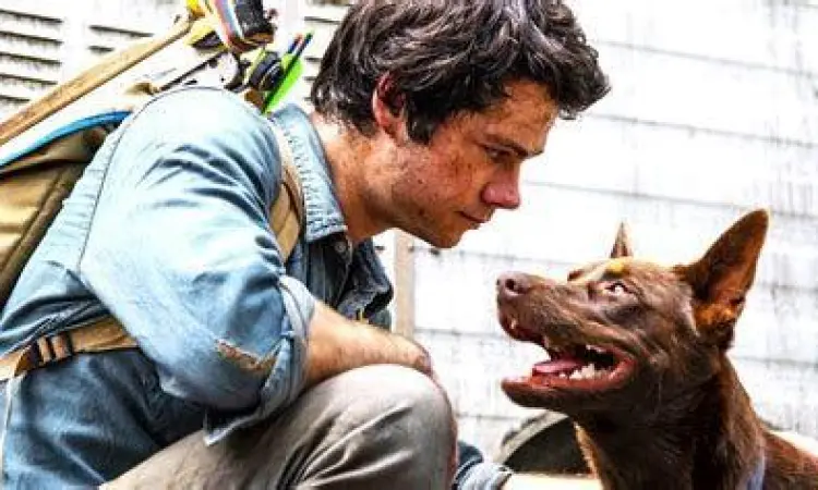 Kesetiaan Boy sang Anjing Anjing bernama Boy menemani Joel dalam perjalanan